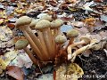 Armillaria cepistipes-amf258